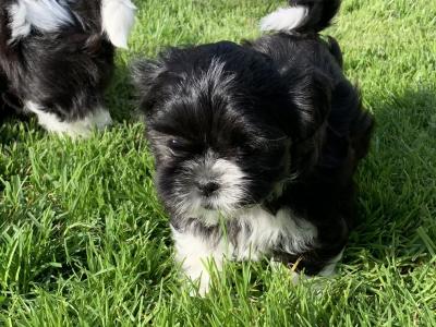 Adorable Shi Tzu X puppies in Kerry