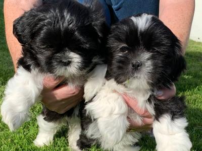 Adorable Shi Tzu X puppies in Kerry