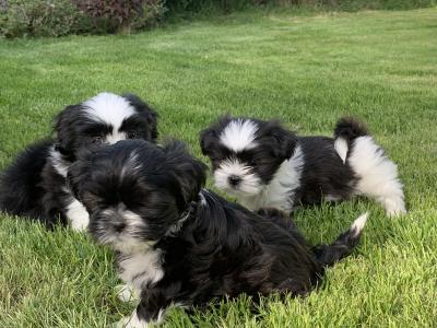 Adorable Shi Tzu X puppies in Kerry