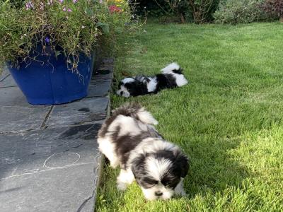 Adorable Shi Tzu X puppies in Kerry