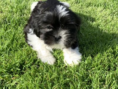 Adorable Shi Tzu X puppies in Kerry