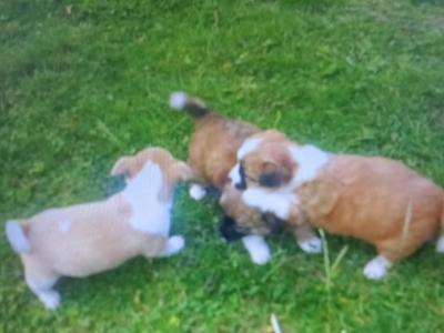 Miniature Jack Russell puppies in Wexford
