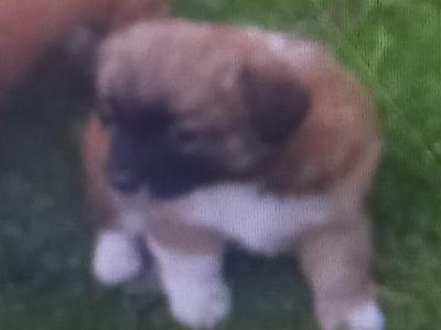 Miniature Jack Russell puppies in Wexford