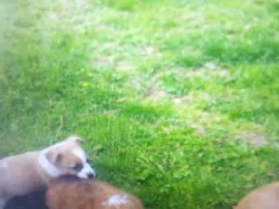 Miniature Jack Russell puppies in Wexford