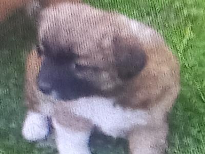 Miniature Jack Russell puppies in Wexford