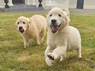 IKC Registered Golden Retrievers puppies in Wexford