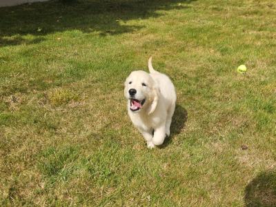 IKC Registered Golden Retrievers puppies in Wexford