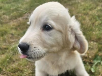 IKC Registered Golden Retrievers puppies in Wexford