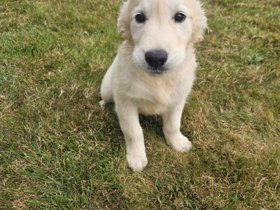 IKC Registered Golden Retrievers puppies in Wexford