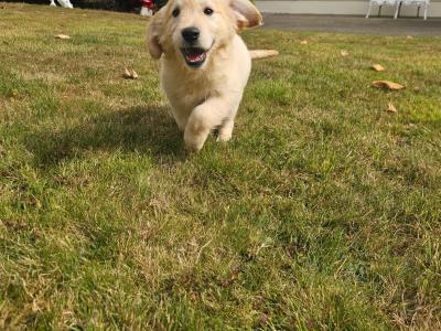 IKC Registered Golden Retrievers puppies in Wexford