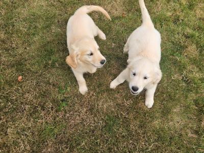 IKC Registered Golden Retrievers puppies in Wexford