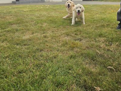 IKC Registered Golden Retrievers puppies in Wexford