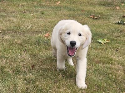 IKC Registered Golden Retrievers puppies in Wexford