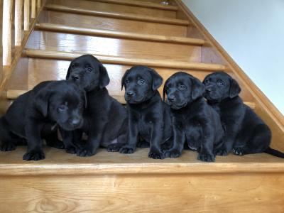 Black Labrador puppies 🐾🐾 in Offaly