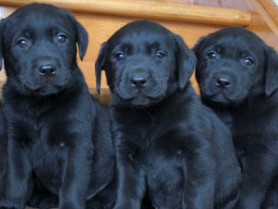Black Labrador puppies 🐾🐾 in Offaly