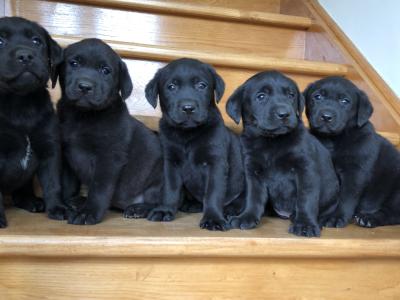 Black Labrador puppies 🐾🐾 in Offaly