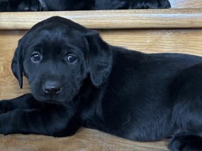 Black Labrador puppies 🐾🐾 in Offaly