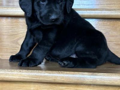 Black Labrador puppies 🐾🐾 in Offaly
