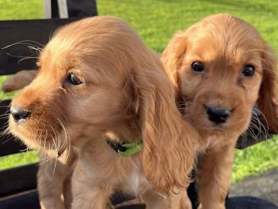 Purebred Golden Cocker Spaniel puppies in Cavan