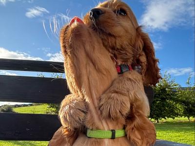 Purebred Golden Cocker Spaniel puppies in Cavan