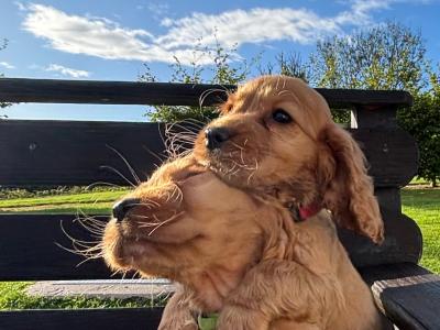 Purebred Golden Cocker Spaniel puppies in Cavan
