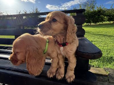 Purebred Golden Cocker Spaniel puppies in Cavan