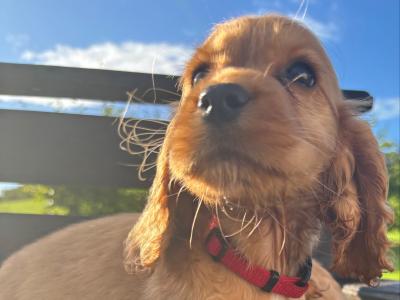 Purebred Golden Cocker Spaniel puppies in Cavan