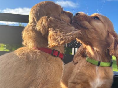Purebred Golden Cocker Spaniel puppies in Cavan