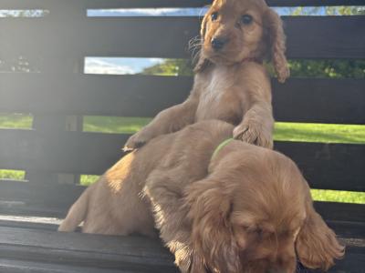 Purebred Golden Cocker Spaniel puppies in Cavan