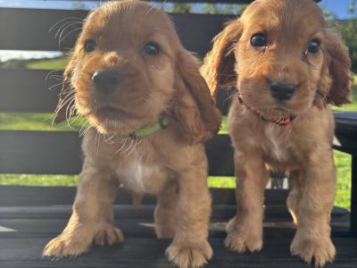 Purebred Golden Cocker Spaniel puppies in Cavan