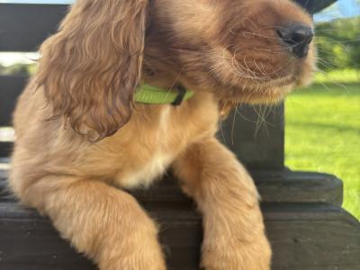 Purebred Golden Cocker Spaniel puppies in Cavan