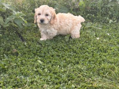 ️ Miniature Cavachon puppies ❤️ in Carlow