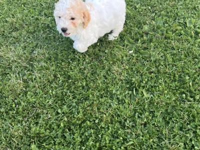 ️ Miniature Cavachon puppies ❤️ in Carlow