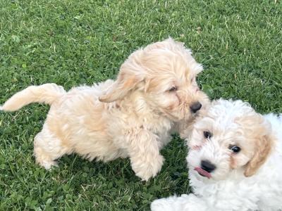️ Miniature Cavachon puppies ❤️ in Carlow