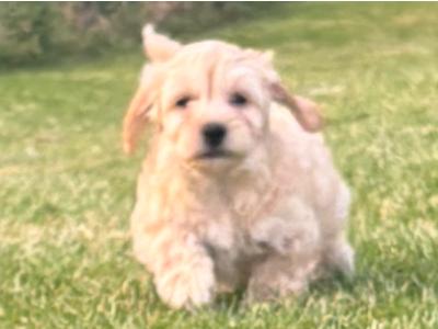 Miniature Cavachon puppies ❤️ in Carlow