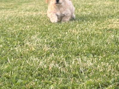 ️ Miniature Cavachon puppies ❤️ in Carlow