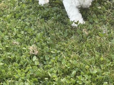 ️ Miniature Cavachon puppies ❤️ in Carlow
