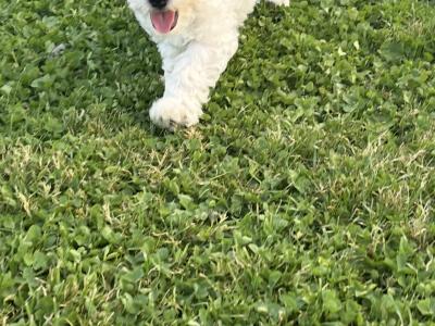 ️ Miniature Cavachon puppies ❤️ in Carlow