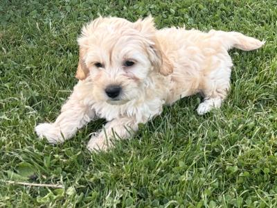 ️ Miniature Cavachon puppies ❤️ in Carlow