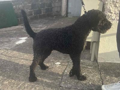 Male IKC registered Kerry Blue Terrier puppy 17 months old  in Cork