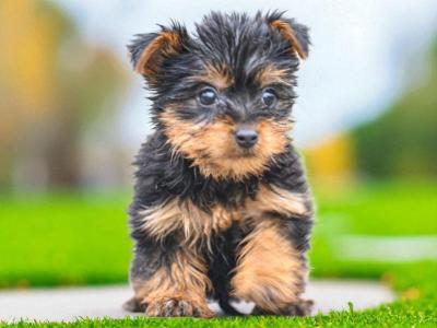 Teacup Yorkshire puppies in Carlow - €495
