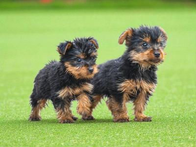 Teacup Yorkshire puppies in Carlow - €495