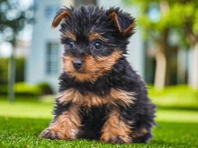 Teacup Yorkshire puppies in Carlow - €495