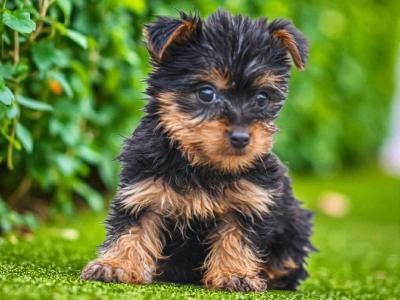 Teacup Yorkshire puppies in Carlow - €495