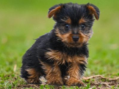 Teacup Yorkshire puppies in Carlow - €495