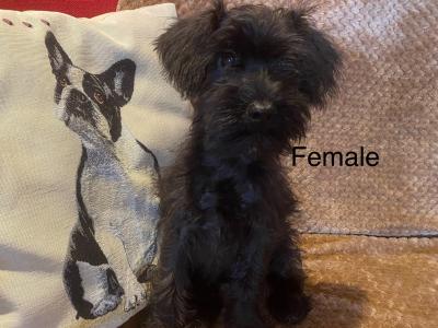 Miniature Schnoodle puppies in Carlow