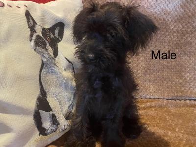 Miniature Schnoodle puppies in Carlow