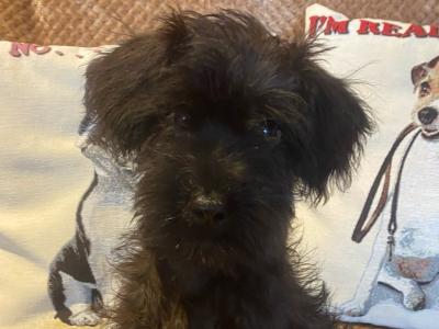 Miniature Schnoodle puppies in Carlow