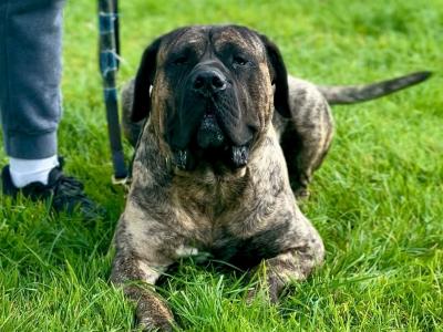 Top Presa Canario