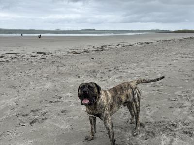 Top Presa Canario